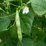 Aztec Cave Bean Seeds Heirloom Aztec Cave Bean Seeds New Mexico Cave ...