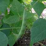 Sangre de Toro Bean Seeds Bull's Blood Bean Heirloom Sangre de Toro ...