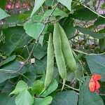 Ayocote Negro Black Runner Bean Seeds Heirloom Ayocote Negro Black ...