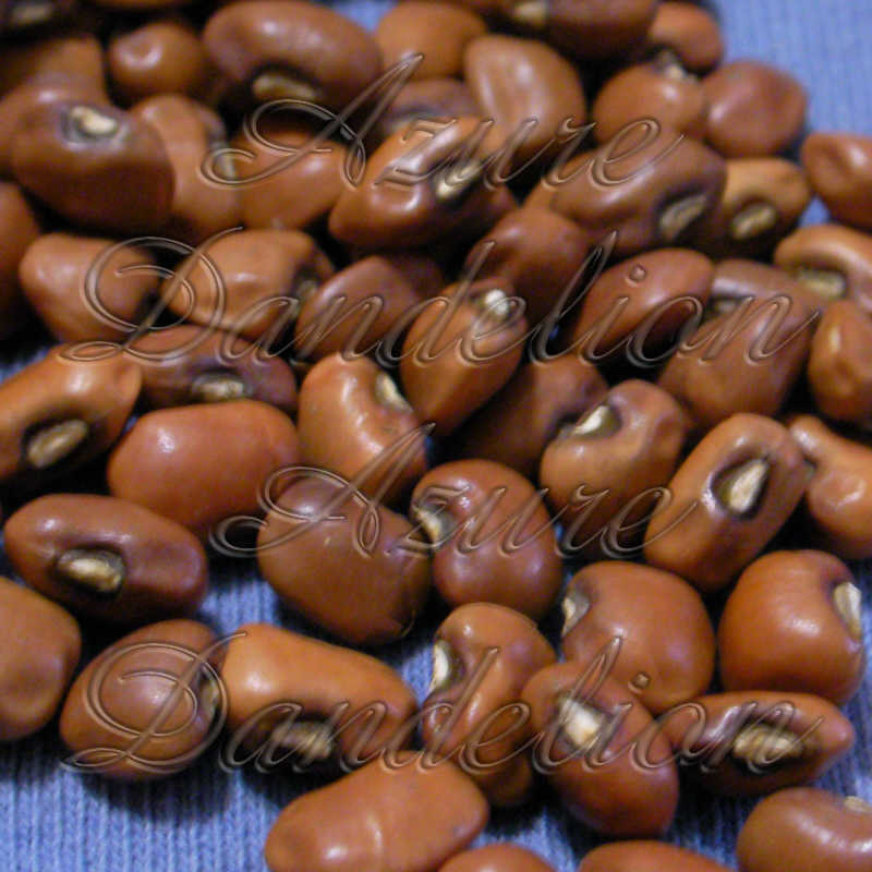 Heirloom Dixie Lee Crowder Cowpea Southern Pea Vegetable Seeds by