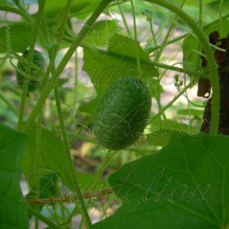 Heirloom Mexican Sour Gherkin Miniature Cucumber Seeds AzureDandelion 